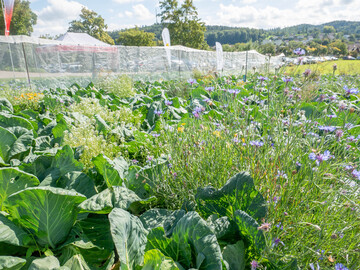 Intercropping-Versuch zur gezielten Ntzlingsfrderung in Weisskohl, der bei der Interkantonalen Fachtagung Freilandgemsebau besichtigt werden konnte.
