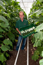 Gurken sind nach der EHEC-Krise wieder richtig gefragt