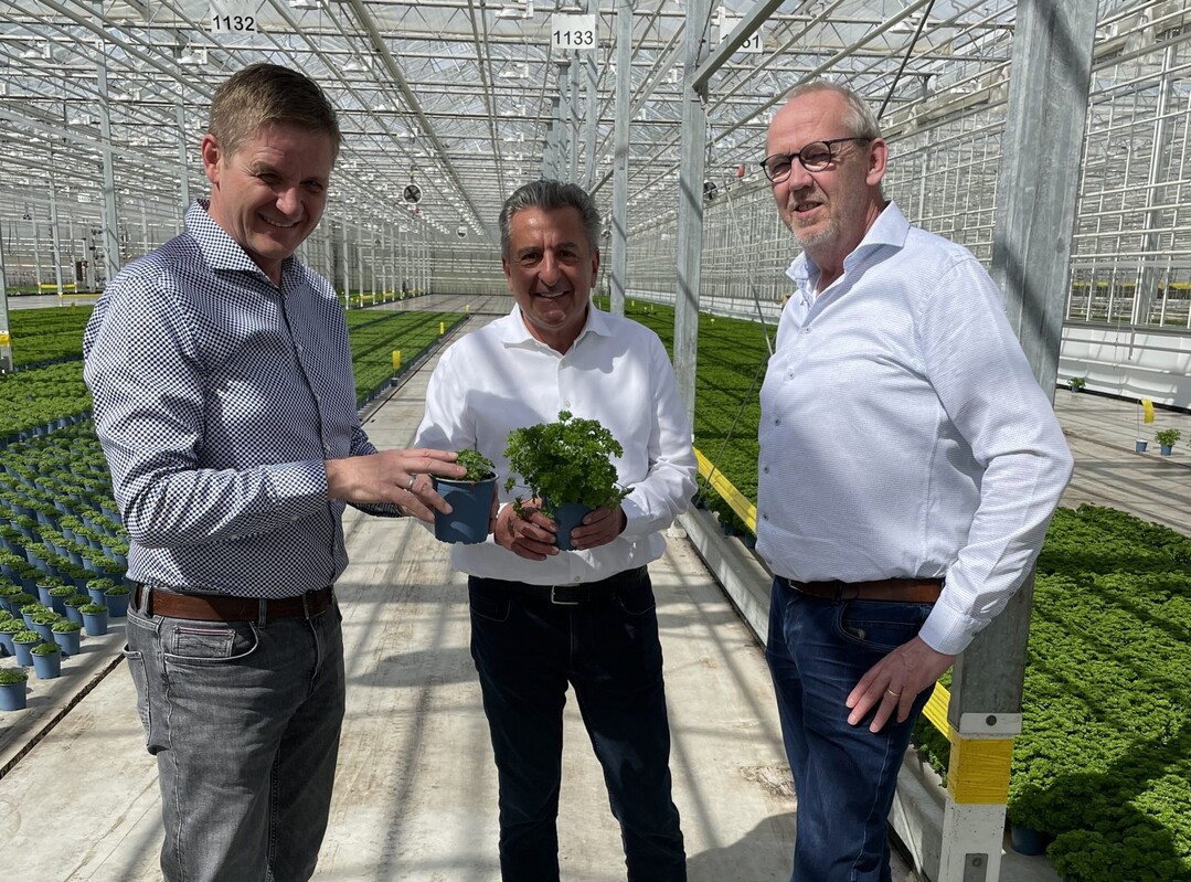 Beim Rundgang durch das Bördegarten-Gewächshaus in Osterweddingen bei Magdeburg (von links): Michael Tepfer (Leiter Strategische Unternehmensentwicklung bei der Wimex Gruppe), Landtagspräsident Dr. Gunnar Schellenberger und Jos Houwen (Betriebsleiter Gewächshaus).