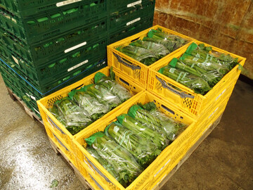 Unverarbeitetes Obst und Gemse unter 1,5 kg darf nicht mehr in Einwegkunststoff verpackt werden.