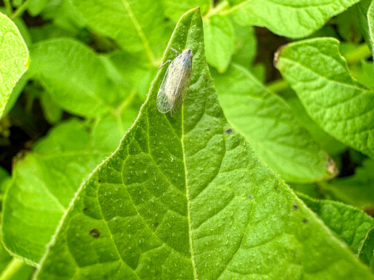 Adulte Schilf-Glasflgelzikade im Kartoffelbestand.