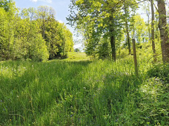 Trgerische Idylle: Wer viel drauen unterwegs ist, kann sich einen folgenschweren Zeckenstich zuziehen.