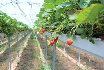 Wer als Gemseanbauer auch Erdbeeren anbaut, darf seit 1. Januar 2025 Pflanzenschutzmittel in Notfallzulassungen nur anwenden, wenn er Mitglied in einem entsprechenden Verband ist.
