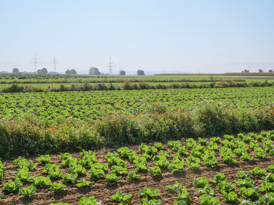 Blhinseln in Salatkulturen sollen ein Habitat fr Ntzlinge sein und die Insekten somit anlocken und im Bestand halten.