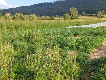 Blhende Randstreifen bieten Ntzlingen Futter und Unterschlupf.