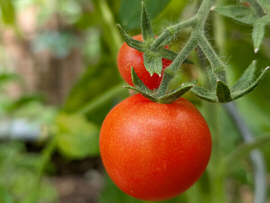 Der Quarantnestatus des Tomato brown rugose fruit virus (ToBRFV) hat sich Ende Dezember 2024 gendert. 