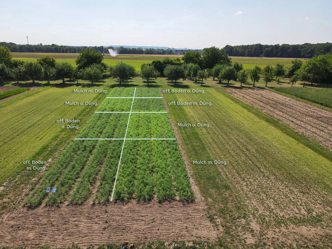 Demoanlage mit Knollenfenchel am 8. August 2022, Pflanzung am 22. Juni 2022 und Ernte am 26. August 2022.