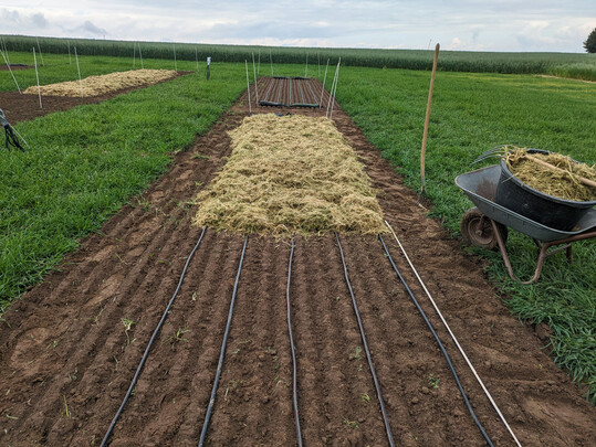 Die Tropfrohre wurden bei der Anlage des Versuchs unter der Mulchschicht verlegt.