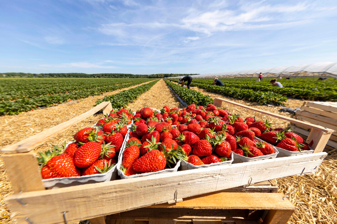 Wie viele Steigen Erdbeeren müssen verkauft werden, damit ein Verkaufsstand rentabel ist? – Dieser Frage wurde neben anderen Themen auf dem Erdbeertag in Karlsruhe nachgegangen.