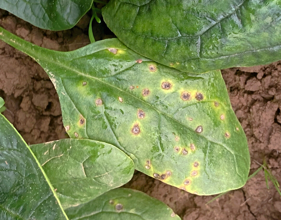 <i>Cercospora</i>
-Blattflecken an Spinat.