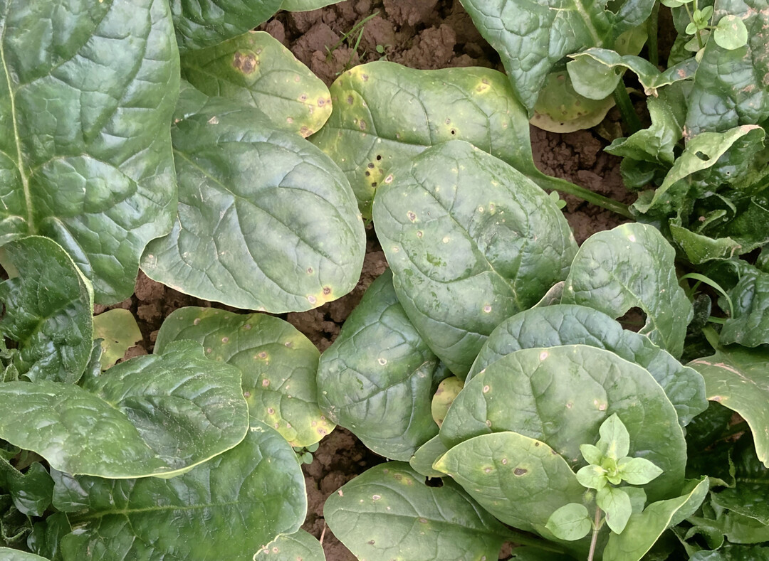<i>Cercospora</i>
-Befall im Bestand vor allem an unteren Blttern.