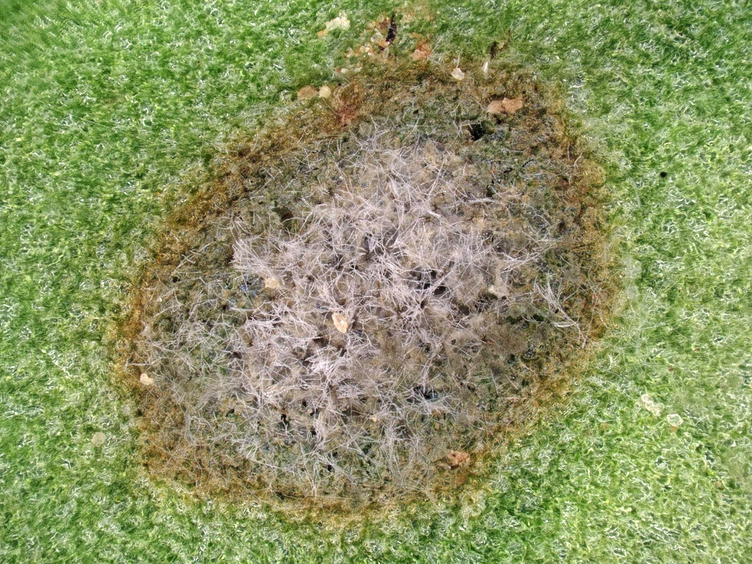 Nahaufnahme: Weier 
<i>Cercospora</i>
-Sporenrasen und schwarze Pseudosklerotien auf einem Blattfleck.