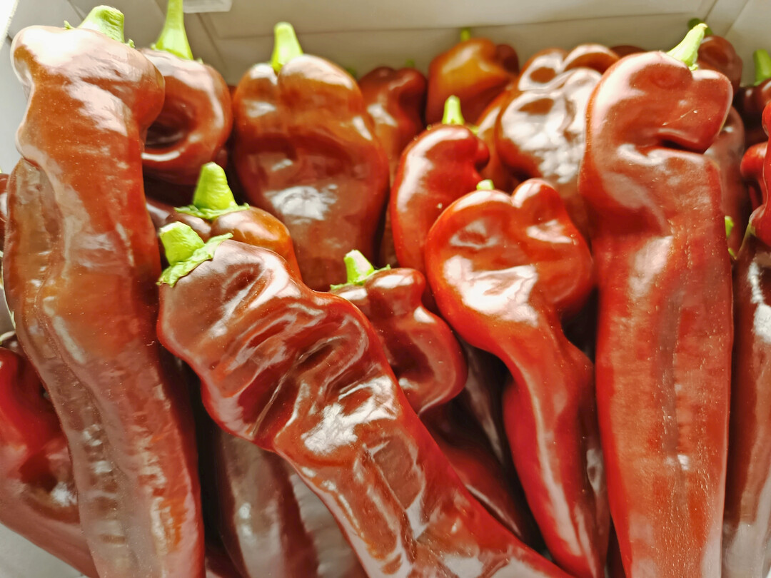 Spitzpaprika werden bei den Verbauchern immer beliebter.
