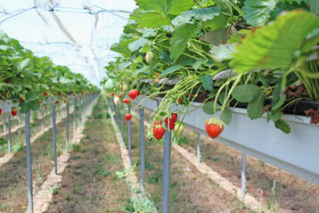 Sowohl bei den Erdbeeren als auch beim Spargel tut sich einiges in den Zchtungshusern.