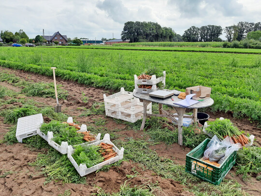 Parzellenernte von Mhren im NutriNet-Versuch.