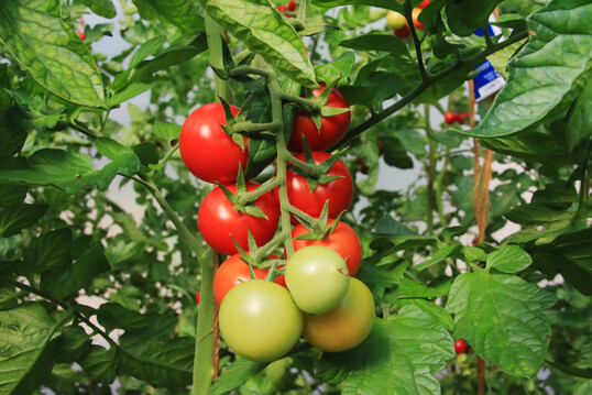 Saint Anna F1 (EZ), die vergleichsweise groe Sorte, wies im Segment der geprften Cocktail-Tomatensorten einen hohen Ertrag auf.