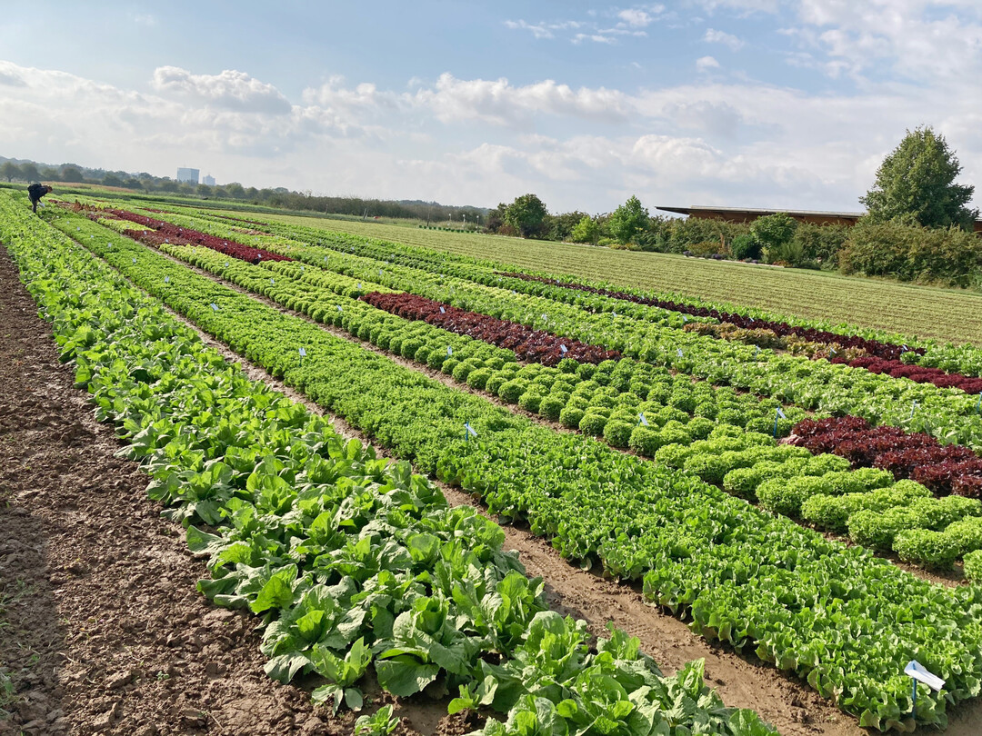 Gesunde Salate erfordern ein optimales Resistenzmanagement im Pflanzenschutz.