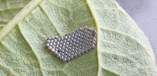 Schlupfwespen haben ein Eigelege der Grnen Reiswanze vollstndig parasitiert: Damit tragen sie zur natrlichen Regulierung der invasiven Wanzenart bei.