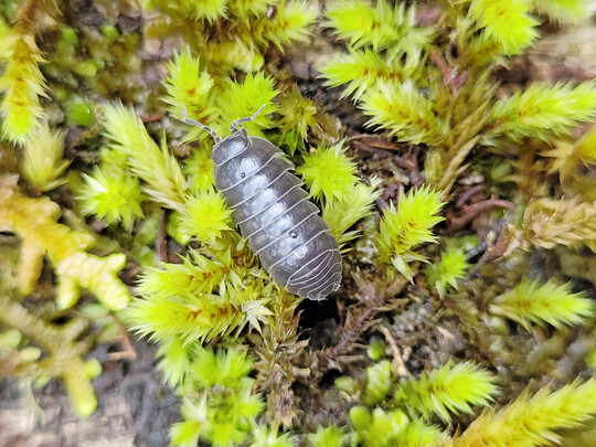 In der Anzucht von beispielsweise Fruchtgemüse kann ein erhöhtes Aufkommen von Asseln zu Fraßschäden an der Stängelbasis führen, sodass die Jungpflanzen umkippen.