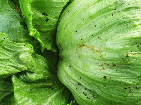 Fraschden und Verkotung durch Ohrwrmer an Eissalat.