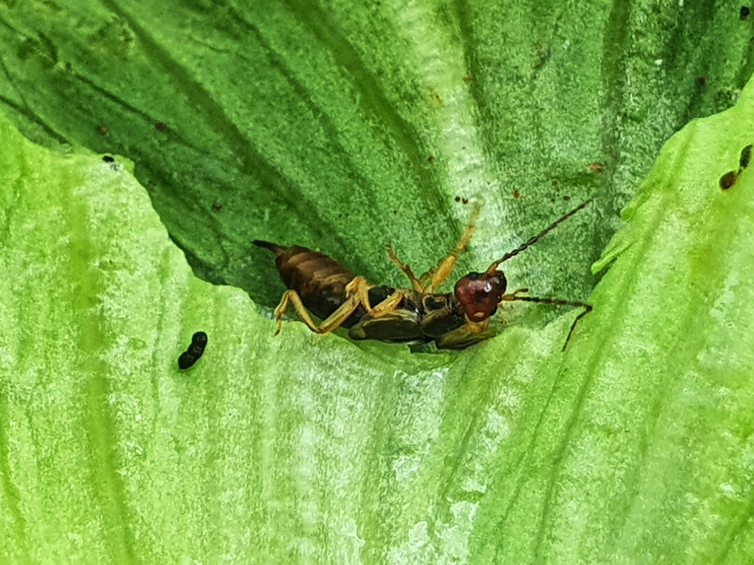Ohrwürmer und andere Nützlinge können bei massenhaftem Auftreten auch Schäden an unseren Kulturpflanzen anrichten.