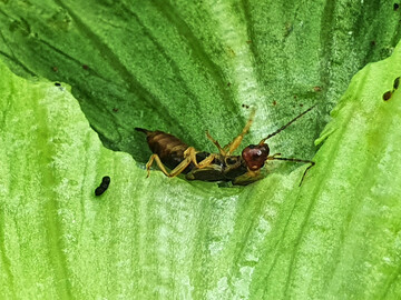Ohrwrmer und andere Ntzlinge knnen bei massenhaftem Auftreten auch Schden an unseren Kulturpflanzen anrichten.