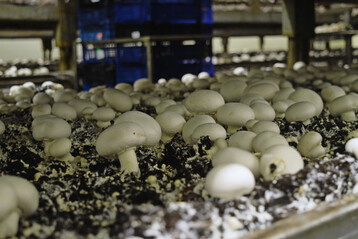 2024 wurden etwas weniger Champignons in Deutschland geerntet als im Vorjahr.