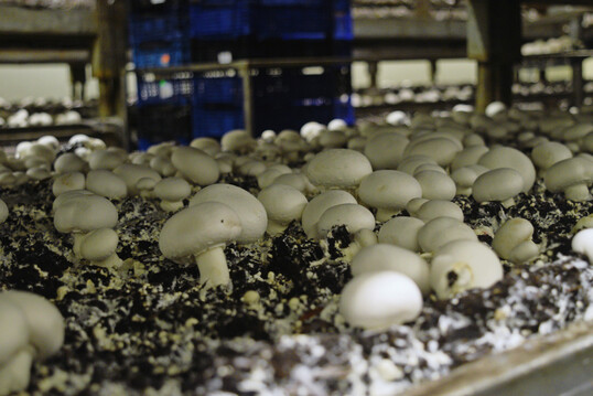 2024 wurden etwas weniger Champignons in Deutschland geerntet als im Vorjahr.