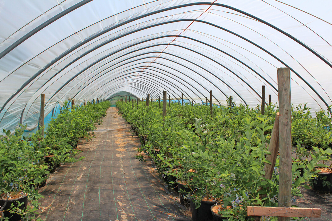 Heidelbeeren im geschtzten Anbau.