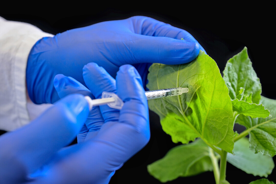 Mithilfe des neuen Wirkstoffs der MLU-Forscher knnen Pflanzen leicht gegen das Gurkenmosaikvirus geschtzt werden.