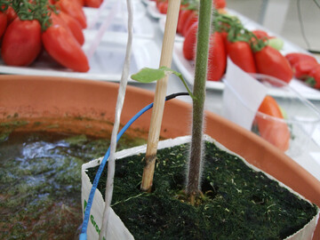 Verschiedene Versuche rund um den Gemsebau werden jedes Jahr an der Landesanstalt fr Weinbau und Gartenbau in Bamberg durchgefhrt.