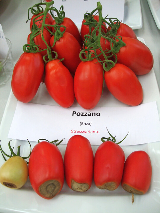 Fr den Versuch wurde Kalziummangel, Verursacher der Bltenendfule an Tomaten, knstlich erzeugt.