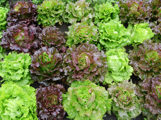 Bataviamischung Colorata fr die Vermarktung als bunte Kiste.