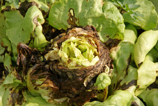 Innenbrand f�rdert Sekund�rbefall durch Bakterien- und Pilzkrankheiten.                