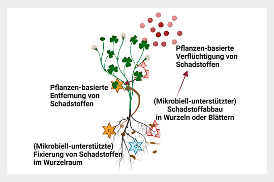 Verschiedene Formen der Phytosanierung.