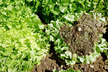 Oben schn, unten faul  typisch fr einen mit Schwarzfule (
<i>Rhizoctonia solani</i>
) befallenen Salat. 