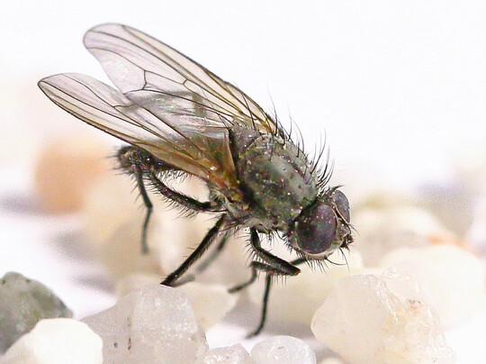 Die Kleine Kohlfliege 
<i>Delia radicum</i>
 sorgt fr rger im Kohl-, Radies- und Rettichanbau.