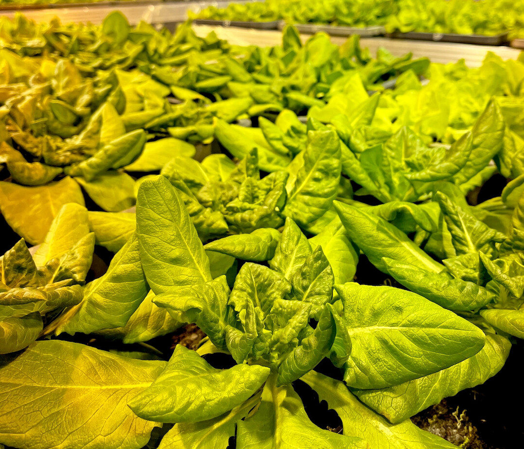 Kopfsalat in Gewächshäusern des Julius Kühn-Institutes wird auf seine Resilienz nach einer Behandlung mit nützlichen Mikroorganismen geprüft.