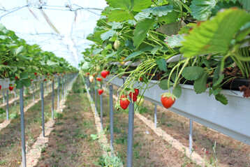 Die Zulassung fr Malvin WG in Erdbeeren ist widerrufen worden.