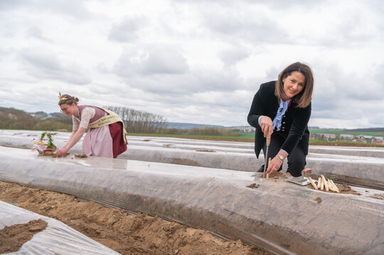 Landwirtschaftsministerin Michaela Kaniber hat gemeinsam mit der Frnkischen Spargelknigin Christiane Reinhart im unterfrnkischen Untereuerheim mit dem Spargelanstich die bayerische Spargelsaison offiziell erffnet. 