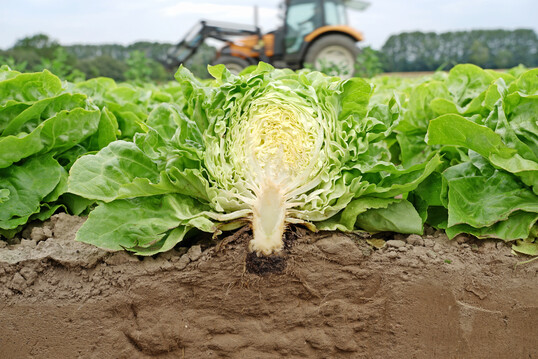 Querschnitt eines Bio-Kopfsalats, der in einem Erdpresstopf angezogen wurde.