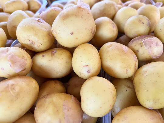 Gegen die Schilf-Glasflgelzikade wurden nun auch Notfallzulassungen in Kartoffeln erteilt.