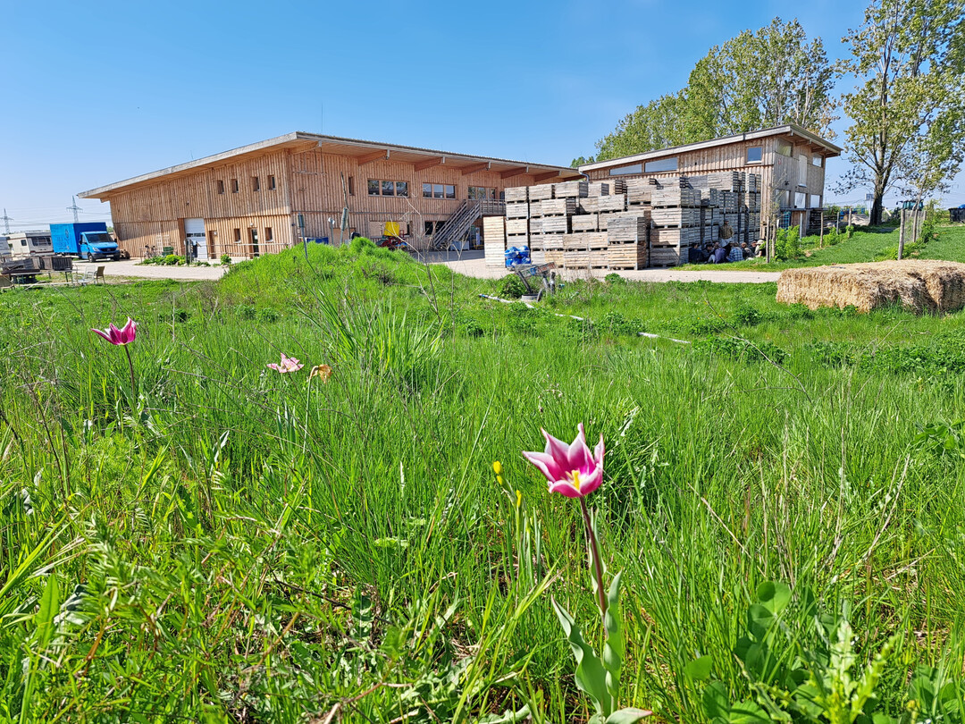 2021 baute die Kooperative eine neue Hofstelle. Die Richthalle enthält das Kühllager mit insgesamt fünf Kühlräumen für Gemüse und Obst.