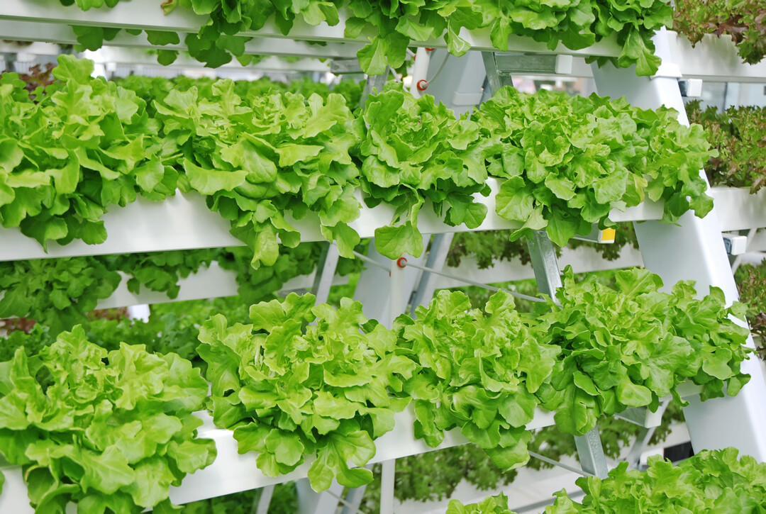 Ob Salate, Erdbeeren oder Kräuter, die Einsatzmöglichkeiten für das System sind breit gefächert.