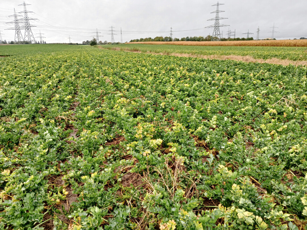 Ein stark mit 
<i>Candidatus Phytoplasma solani</i>
 befallener Sellerie-Schlag in Unterfranken.