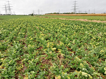Ein stark mit 
<i>Candidatus Phytoplasma solani</i>
 befallener Sellerie-Schlag in Unterfranken.