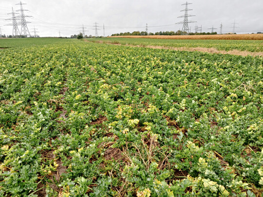 Ein stark mit 
<i>Candidatus Phytoplasma solani</i>
 befallener Sellerie-Schlag in Unterfranken.