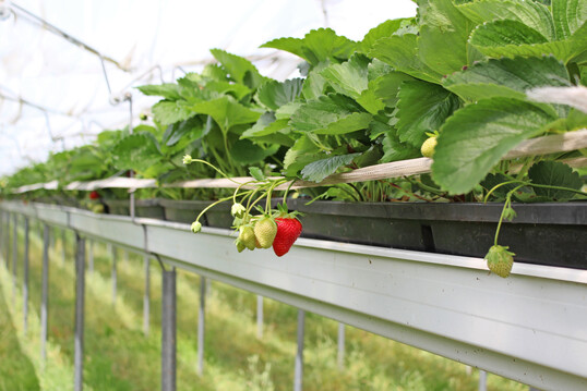 Erdbeeren werden mittlerweile vermehrt im geschtzten Anbau produziert.