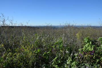 Blhstreifen im Herbst.