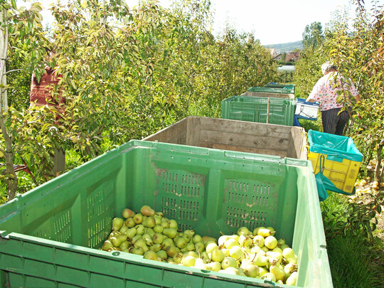 Um die Beschftigung von Saisonarbeitskrften in der Landwirtschaft ranken sich in der ffentlichkeit einige Mythen. Die Bundesfachgruppe Obstbau stellt sich dem mit einem Faktencheck entgegen.